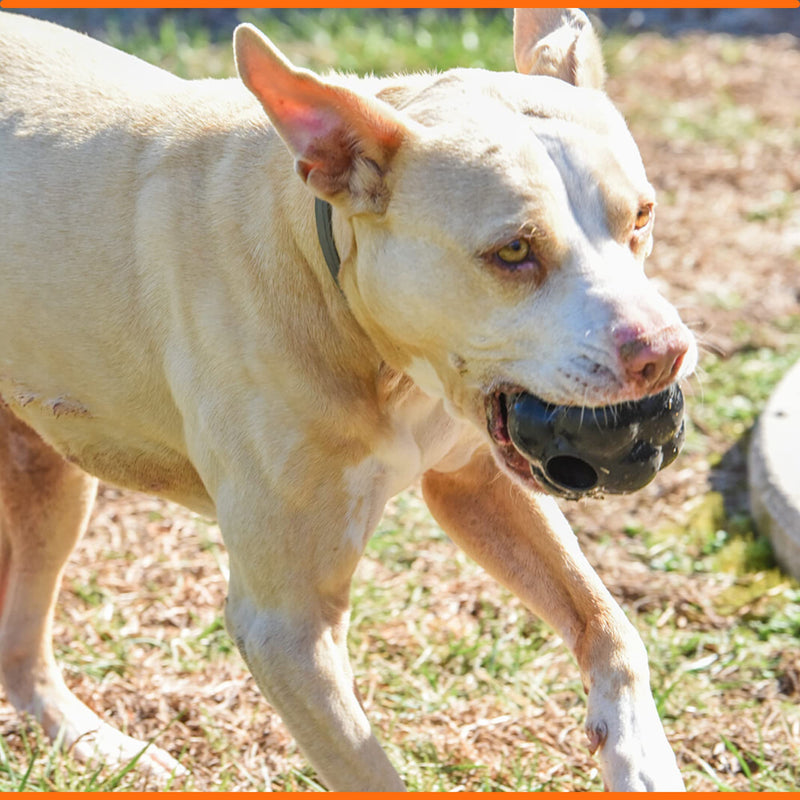 Ultra Durable Tumbler Treat Ball - Lifetime Replacement Guarantee - Aggressive Chewer Approved - Made in USA - Medium/Large Dogs - Safe & Non-Toxic Natural Rubber - Monster K9 Dog Toys - BeesActive Australia