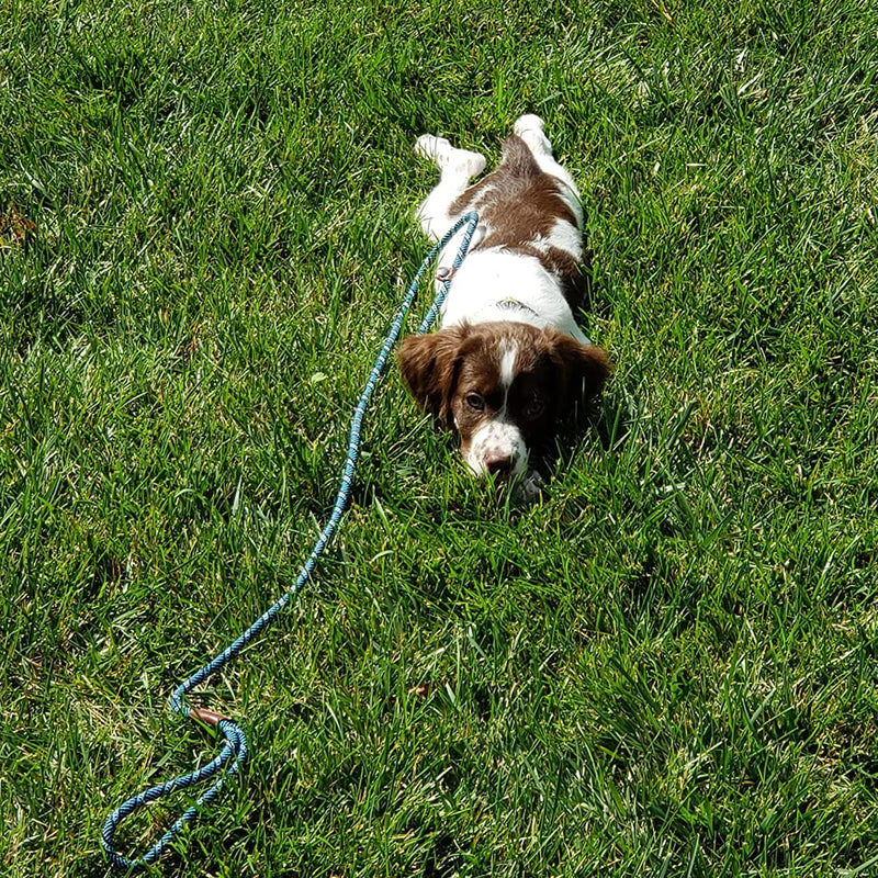 Mycicy Durable Slip Lead Dog Leash,1/2" and 1/4" 5ft No Pull Slip-on Training Leash for Small and Medium Large Dogs 1/4" x 5Ft Black - BeesActive Australia