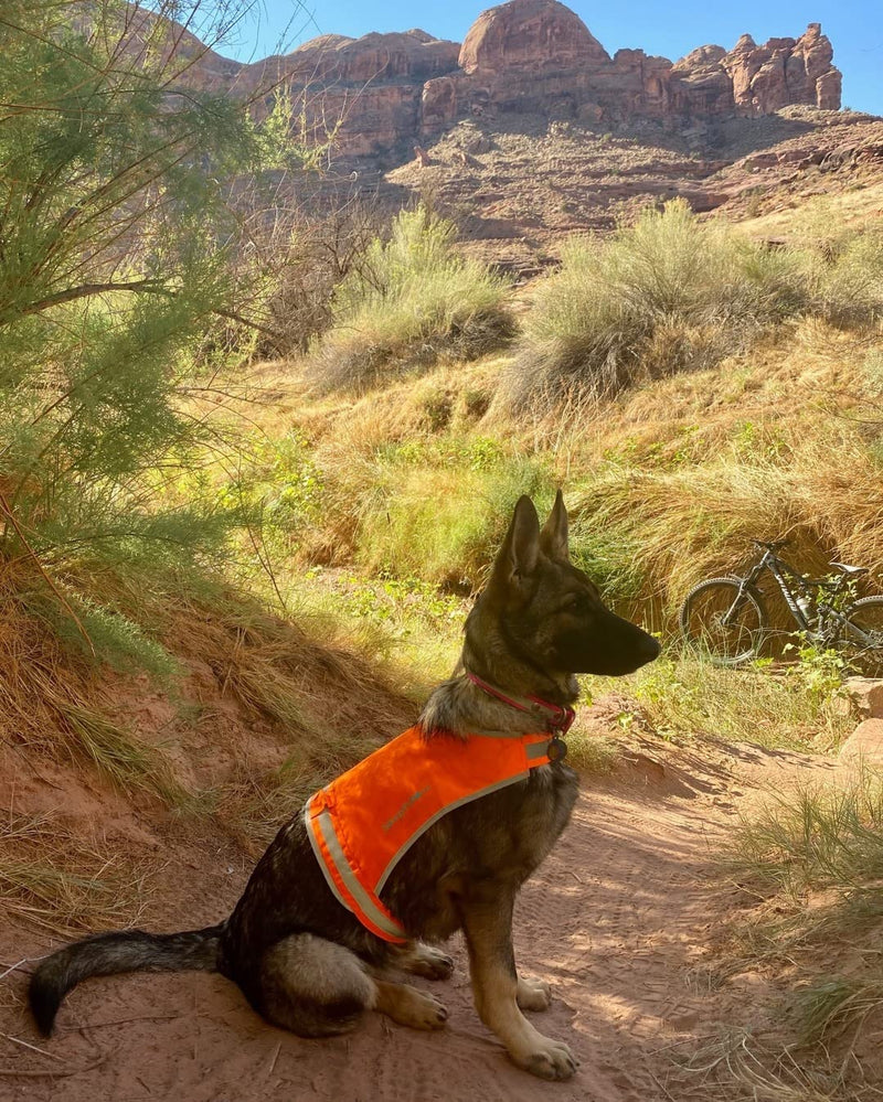 SafetyPUP XD Lite Dog Vest. Coverage to Mid Back. Reflective Hi Visibility Blaze Orange Fluorescent Fabric Helps to Keep Them in Sight and Safe On and Off Leash. Large - BeesActive Australia