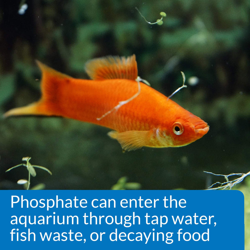 API Phosphate Test Kit For Freshwater And Saltwater - BeesActive Australia