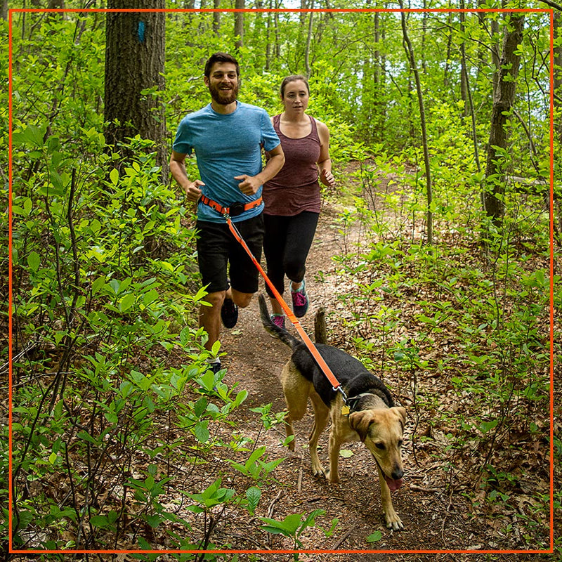 Penn-Plax Quick-Release Adventure Belt and Bungee Leash Combo – A Hands-Free Connection with Your Dog – Great for Walking, Jogging, Hiking, and Other Outdoor Activities - BeesActive Australia