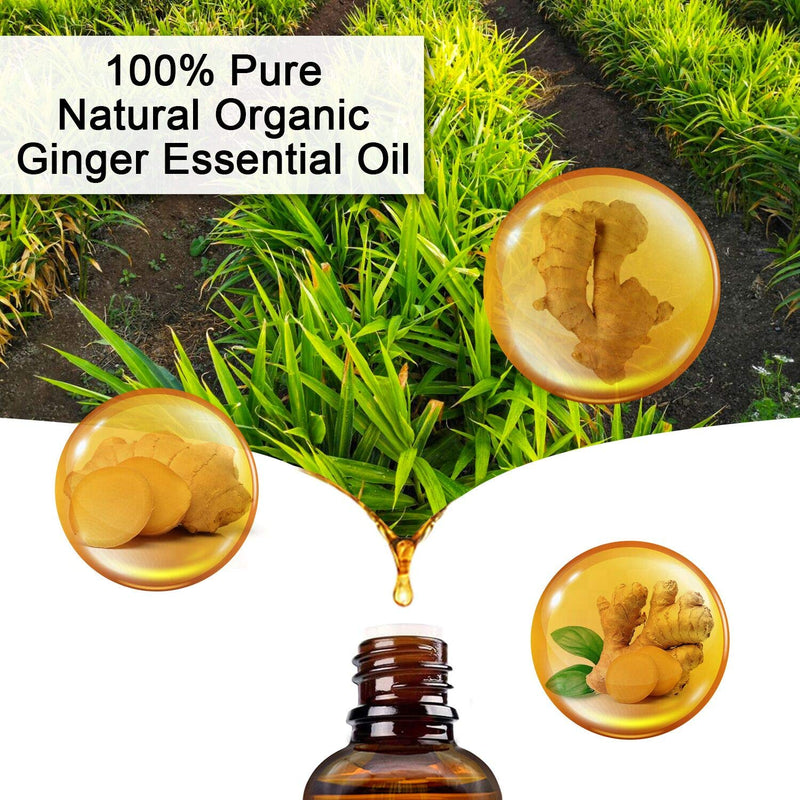Ginger Massage Oil, 100% Pure Natural Organic Ginger Essential Oil for SPA Massage, Body Relaxation and Lymphatic Drainage (1 Pack) 30 ml (Pack of 1) - BeesActive Australia