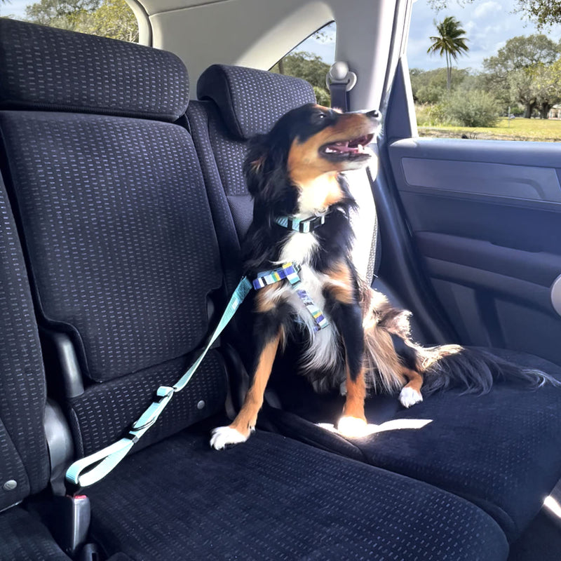 Pawtitas Dog Seat Belt | Pet Safety Seat Belt with Adjustable Strap for Small to Large Dogs | Exceeds Dog Safety Standards | Keep Your Dog Secure in The Car - Dog Car Seat Belt Red - BeesActive Australia