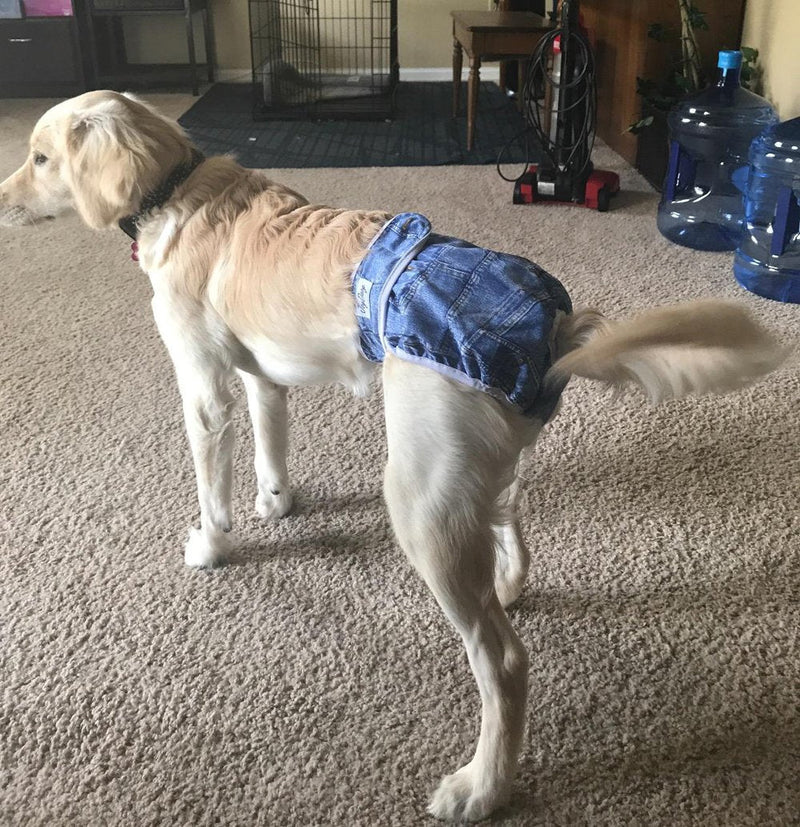 JoyDaog(3 Pack Small Dog Diapers for Female Reusable Premium Jean Puppy Wrap Large (Pack of 3) 3pcs Jeans - BeesActive Australia