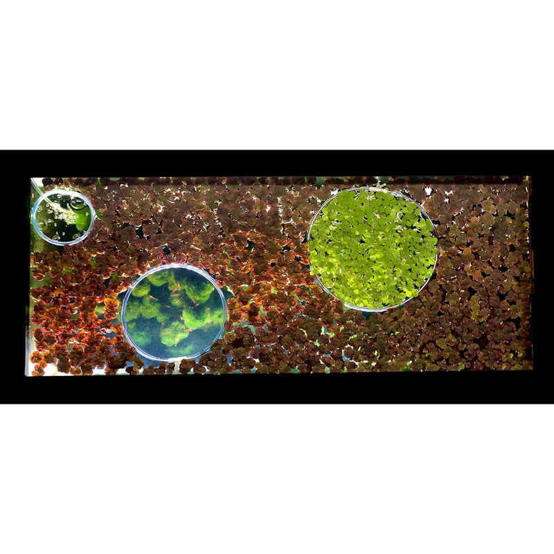 Invisible Feeding Ring (Customizable and Auto-Leveling) for Floating Plant Aquariums and Fish Tanks Standard 2.5" Feeding Ring - BeesActive Australia