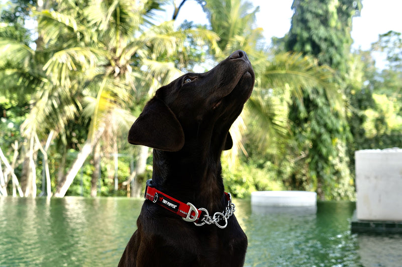 Tuff Pupper Martingale Collar for Dogs | Gentle Nylon & Steel Chain Limited Cinch Design is Perfect for Training | Dual Leash Attachment Points | Durable Quick Release Buckle | Sizing for All Breeds Small (12-16" Neck) Fiery Red - BeesActive Australia