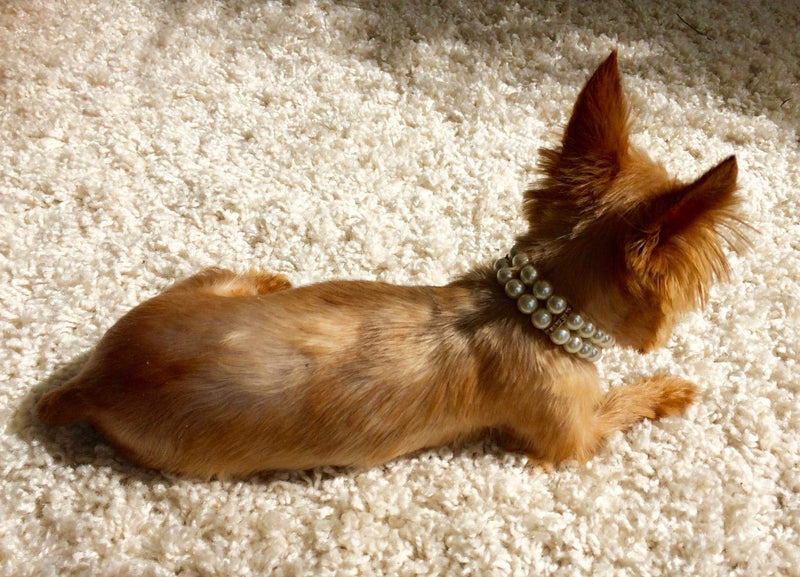 PET SHOW Fashion Two Rows Rhinestone Faux Pearl Elastic Pet Cat Puppy Small Dog Necklace Collar Jewelry Grooming Accessories Pack of 1 M 10.2" Ivory - BeesActive Australia