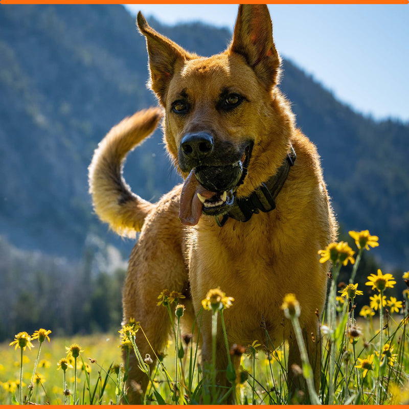 Ultra Durable Solid Dog Ball - Lifetime Replacement Guarantee - Aggressive Chewer Approved - Made in USA - Medium/Large Dogs - Safe & Non-Toxic Natural Rubber - Monster K9 Dog Toys - BeesActive Australia