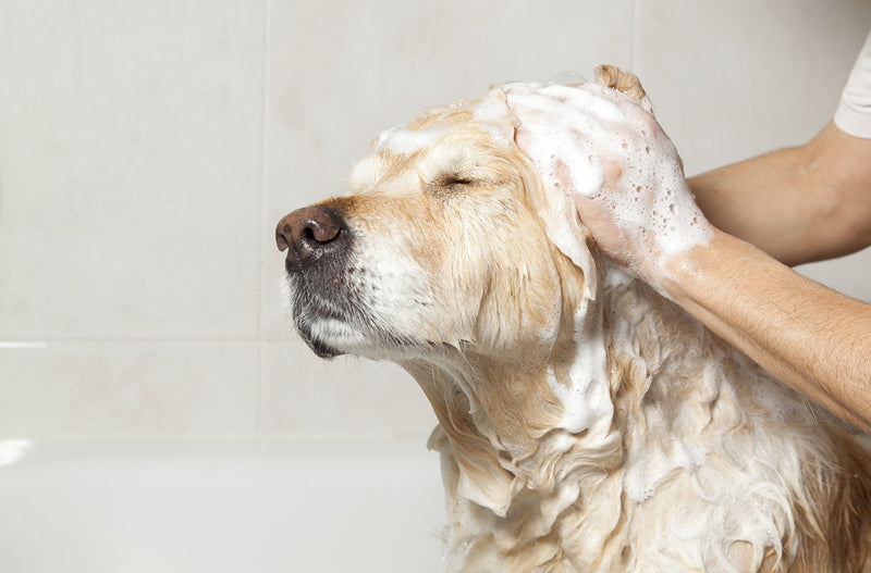 Greenbone All Natural Pet Shampoo Tea Tree Oil & Shea Butter - BeesActive Australia