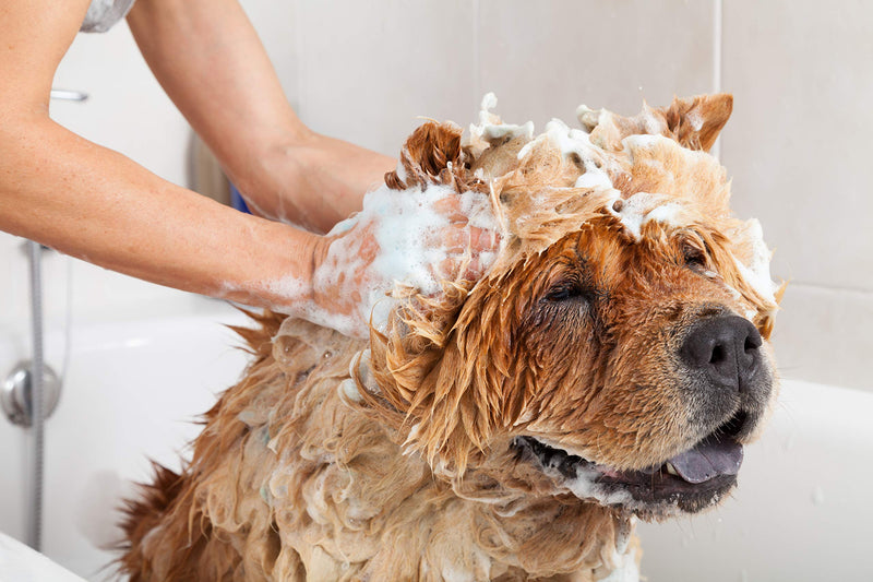 Buddy Wash Dog Shampoo & Conditioner for Dogs with Botanical Extracts and Aloe Vera - BeesActive Australia