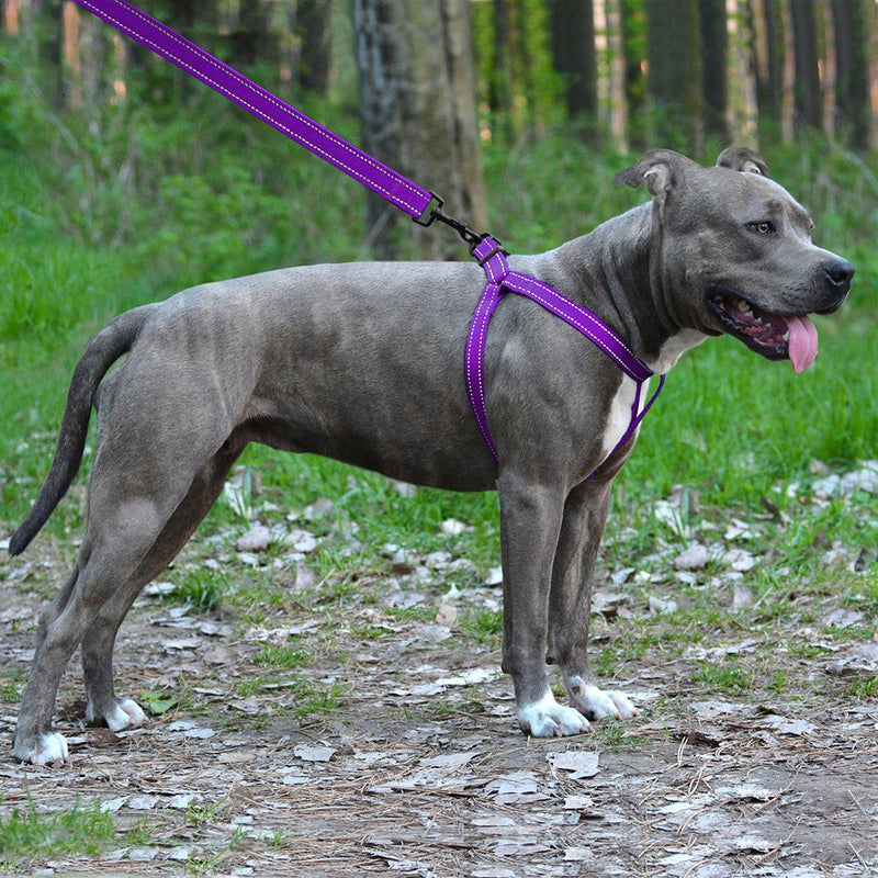 CollarDirect Reflective Dog Harness Step in Small Medium Large for Outdoor Walking, Comfort Adjustable Harnesses for Dogs Puppy Pink Black Red Purple Mint Green Orange Blue - BeesActive Australia