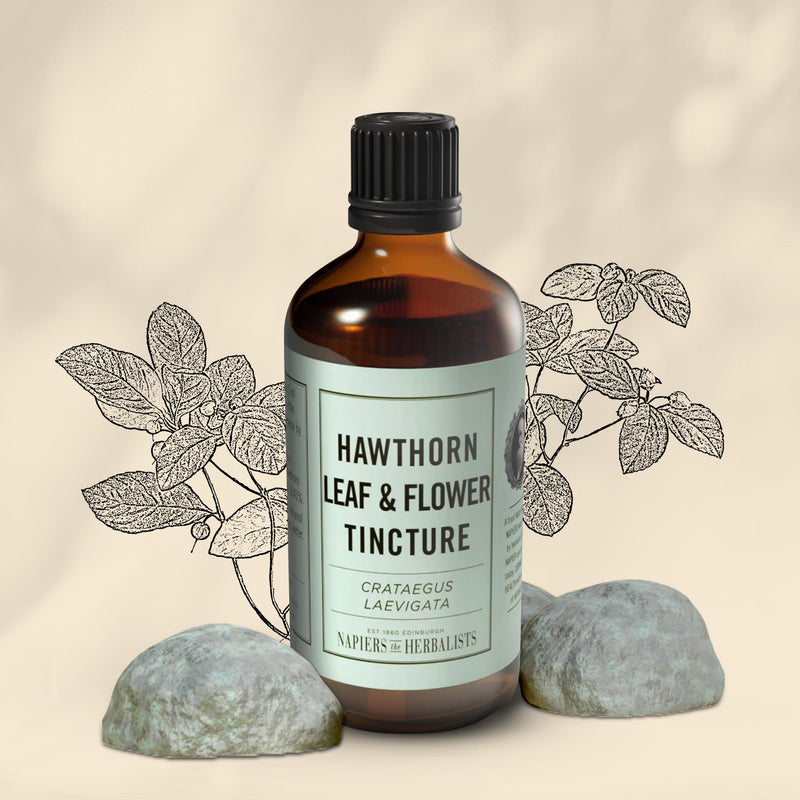 Napiers Hawthorn Leaf & Flower Tincture (Crataegus laevigata FOL & flos) - Herbal Supplement - 1:3 45% - 250 ML - BeesActive Australia