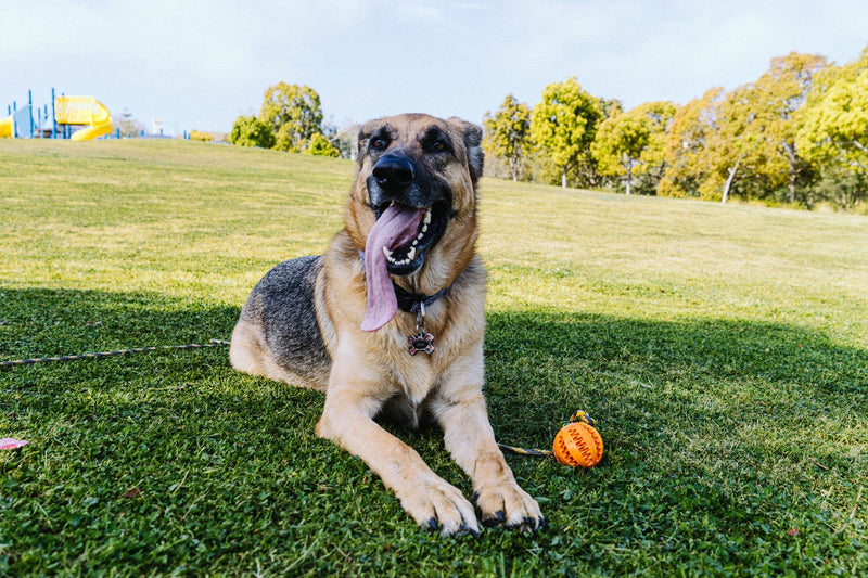 Runball Outdoor Rope and Ball Dog Toy for Dog Training, Exercise, Agility, Chase, Pull, and Tug of War, 10 ft Rope, 2.75 Inches Durable Rubber Orange Ball, for Medium and Large Dogs - BeesActive Australia