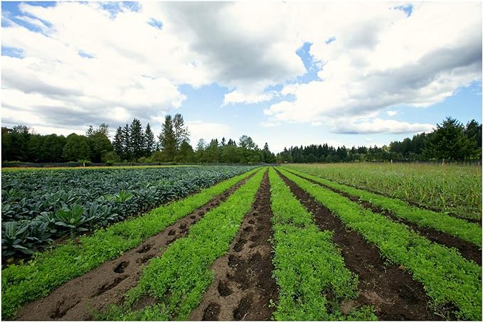 ekurekutexikku, Milk Thistle (mirukusisuru, nogesi) D 150mg X 90 Capsules E171 - BeesActive Australia