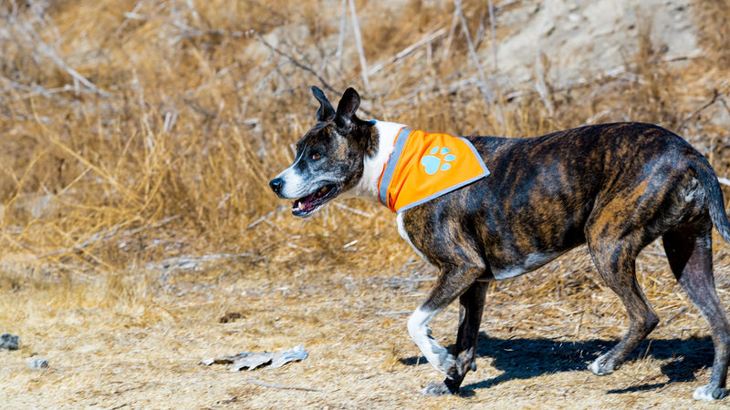 SafetyPUP XD Reflective Bandana. Hi Visibility Blaze Orange Dog Bandana Collar for Large and Small Pets. Ideal Dog Accessories for Walking, Camping, and Off Leash Exploration. - BeesActive Australia