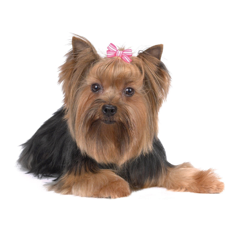 Aria Pretty In Pink Bows for Dogs, 48-Piece Canisters - BeesActive Australia