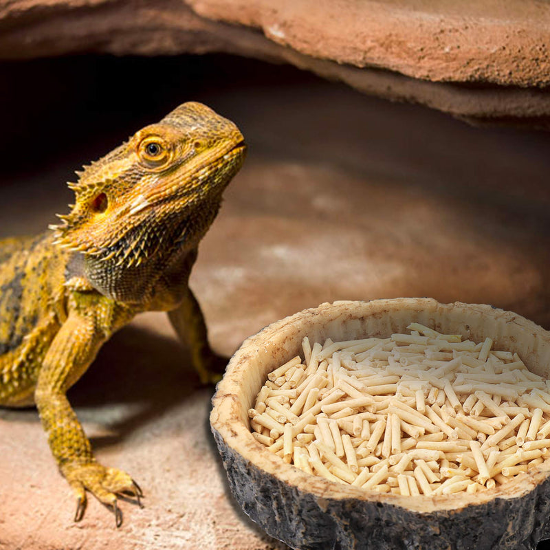 CalPalmy 2 Pack Reptile Food Bowls - Reptile Water and Food Bowls, Novelty Food Bowl for Lizards, Young Bearded Dragons, Small Snakes and More - Made from Non-Toxic, BPA-Free Plastic 4" x 4" x 0.9" - BeesActive Australia