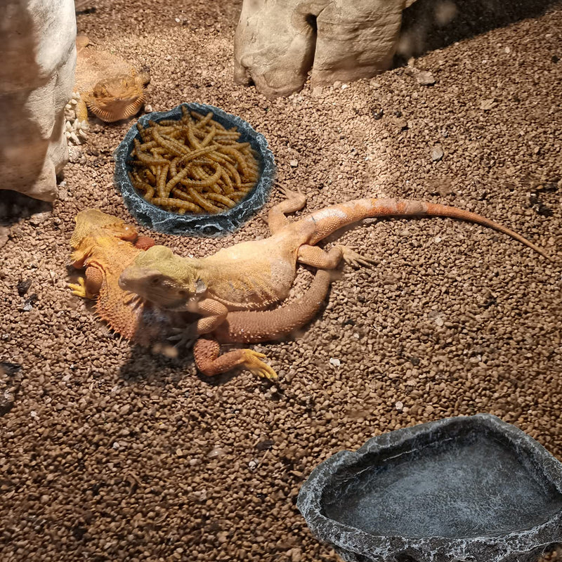 2 Pack Reptile Water Dish Food Bowls, Reptile Feeding Dish Corner Rock Bowls, Amphibian Reptile Feeding Terrarium Bowl for Gecko Lizard Bearded Dragon Frog Tortoise Spider Scorpion Hermit Crab Round Bowl + Corner Bowl - BeesActive Australia
