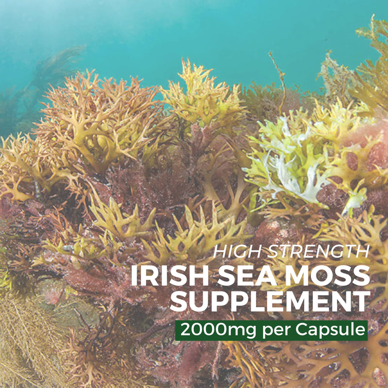 Irish Sea Moss Capsules, Bladderwrack and Burdock Root - 2000mg per Serving - One a Day High Strength - Wild Harvested - Natural Source of Iodine - Chondrus Crispus - 60 Vegan Capsules - nutripact - BeesActive Australia