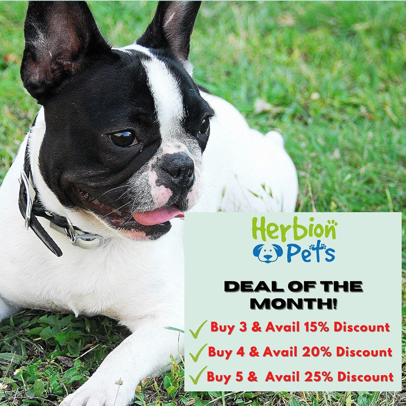 Herbion Pets Digestive Support Chews with Probiotics and Enzymes, 120 Soft Chews - with Daily Digestive Enzymes - for Improved Gut Health - Minimum 2 Billion CFUs - Made in USA - for Dogs 12 Weeks+ - BeesActive Australia