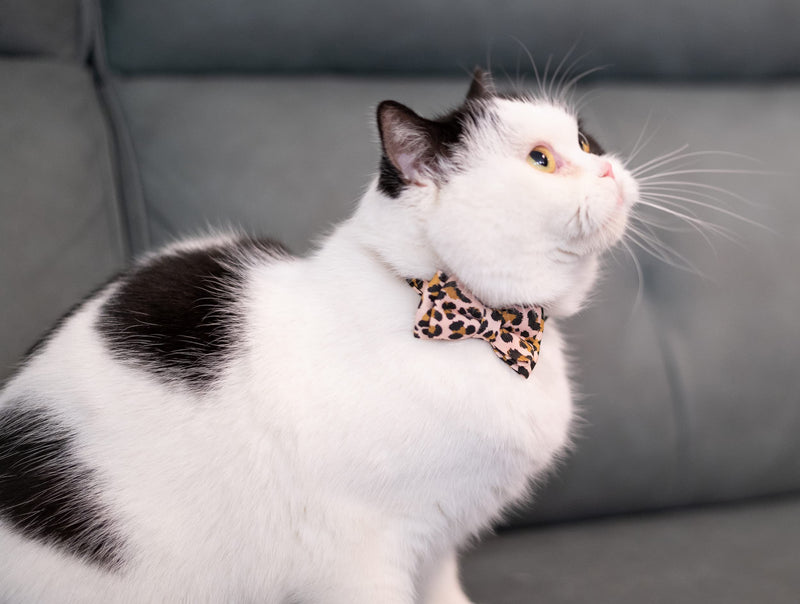Gyapet Collar for Cats Pets Breakaway with Bell Bowtie Floral Bow Detachable Adjustable Safety Puppy 2pcs Leopard & Pure-Pink - BeesActive Australia