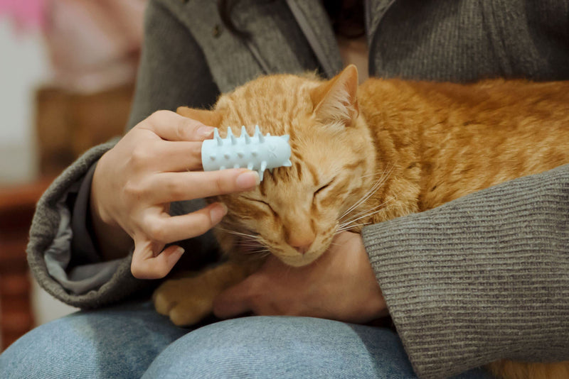 Fur&Purr Cat Grooming Brush & Massager Indoor Cats & Dogs. Kitten Long Hair Removal Comb for Cat Purrs & Scratches Small One Pack - BeesActive Australia