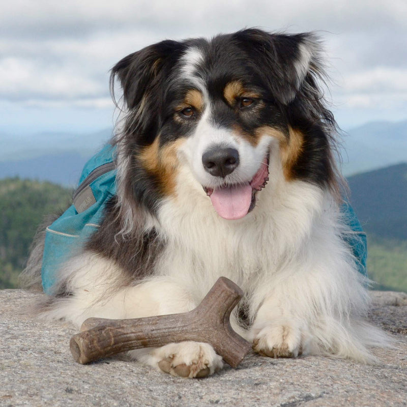 Benebone Maplestick/Bacon Stick Durable Dog Chew Toy for Aggressive Chewers, Made in USA REAL Maple Wood Medium - BeesActive Australia