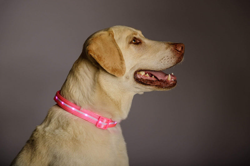Blazin LED Light Up Dog Collar - 1,000 Feet of Visibility - Brightest for Night Safety - USB Rechargeable with Water Resistant Glowing Dog Collar Light Medium (Pack of 1) Pink - BeesActive Australia