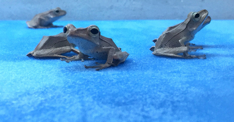 Josh's Frogs Frog Foam Terrarium Liner 10 Gallon - BeesActive Australia