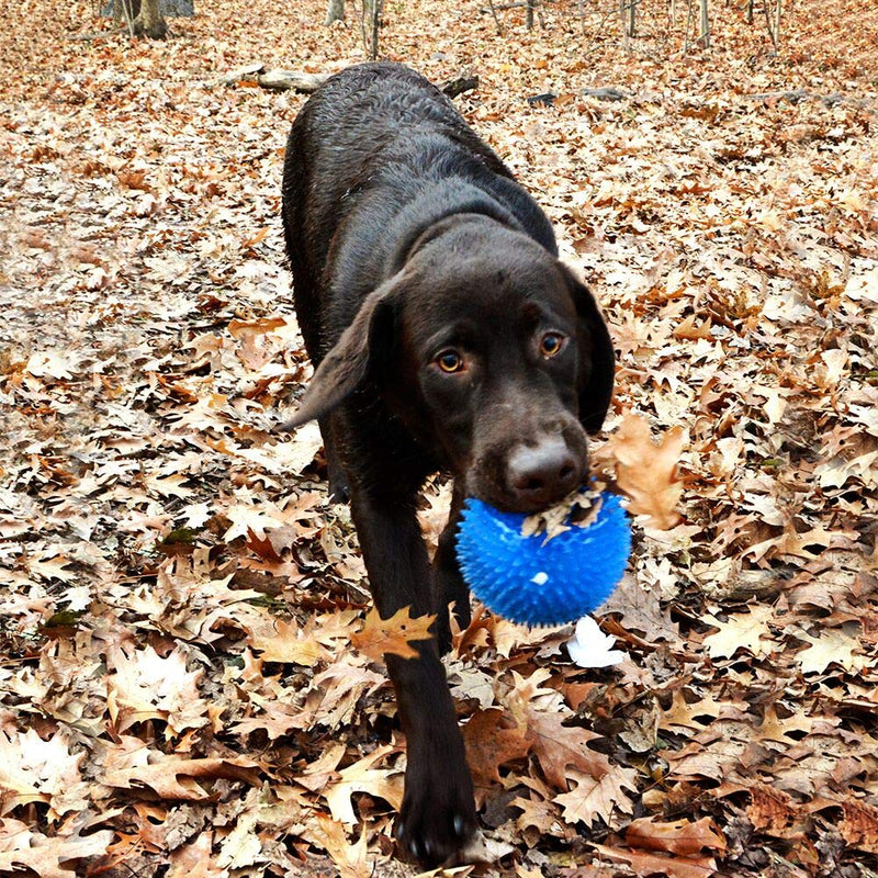 Gnawsome 4.5” Spiky Squeak & Light Ball Dog Toy - Extra Large, Cleans teeth and Promotes Dental and Gum Health for Your Pet, Colors will vary - BeesActive Australia