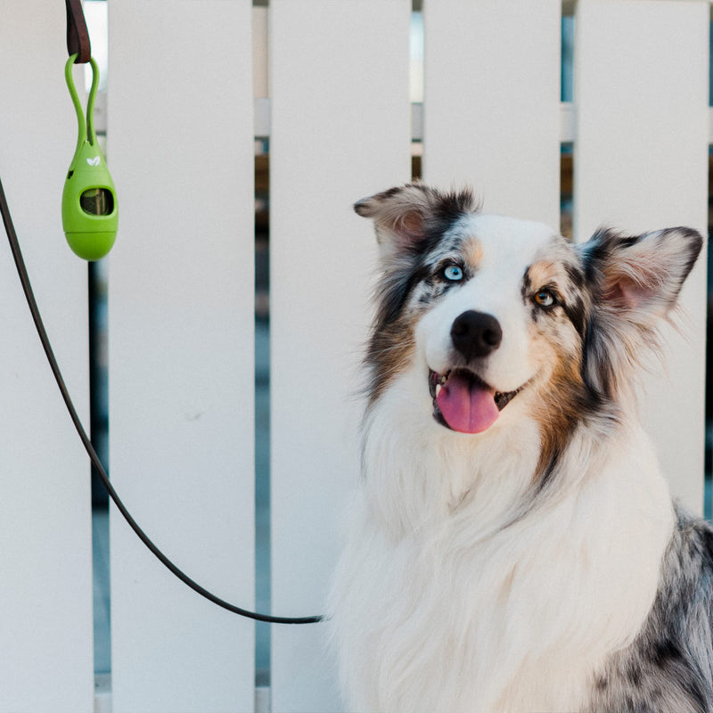 Earth Rated Dog Poop Bag Dispenser - Patented New Waste Bag Holder For Leash - Durable Waterproof Strap & Strong Locking Mechanism Keep Doggie Bags Secure | Includes 15 Bags NEW - 1 Dispenser, 15 Bags Unscented - BeesActive Australia