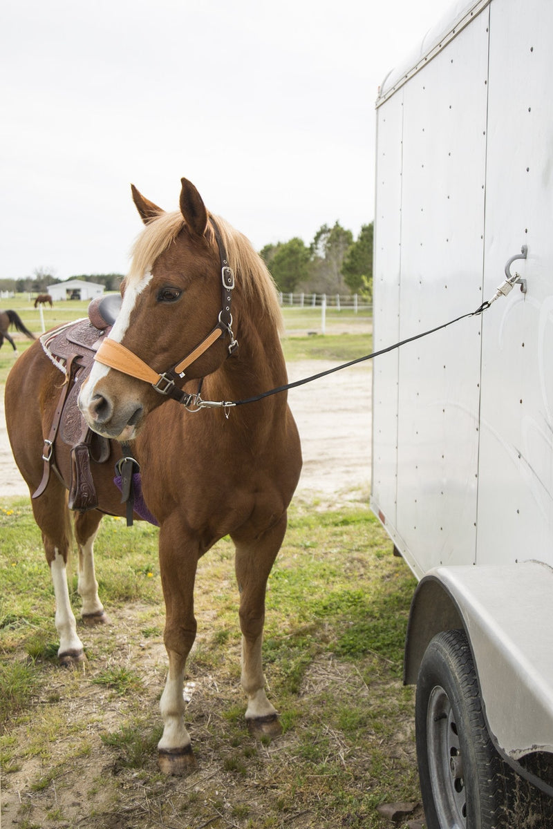 Intrepid International Trailer Tie for Horse Hauling Black - BeesActive Australia