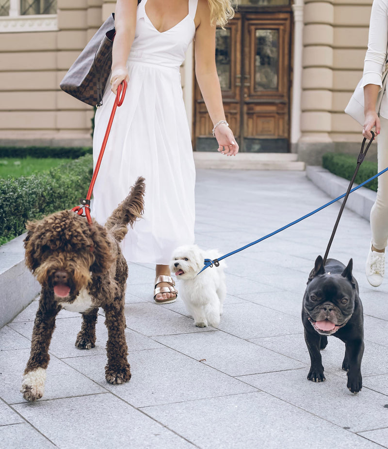 FOVRLZSE 3pcs Slip Lead Dog Leash,Strong Nylon Rope Leash,Training Leash for Large Medium and Small Dogs - BeesActive Australia