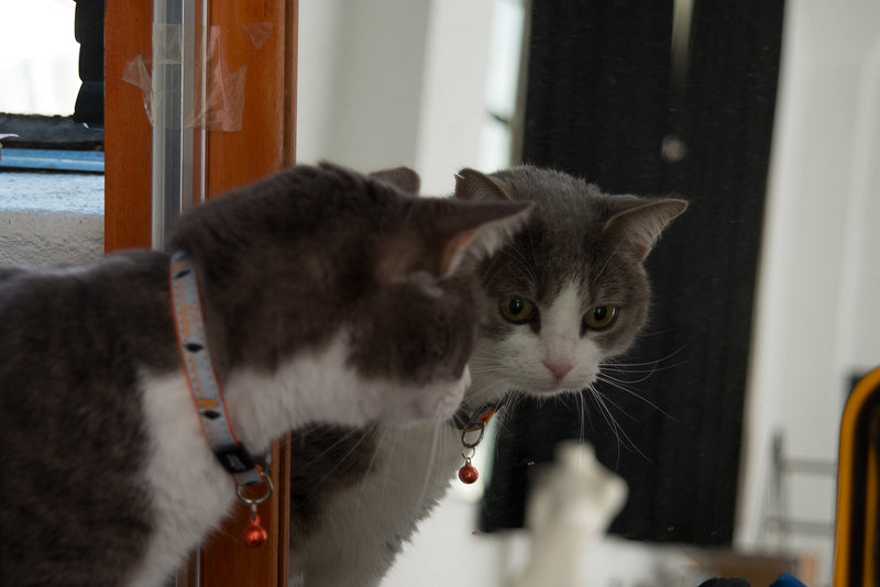 Rogz Reflective Cat Collar with Breakaway Clip and Removable Bell, Fully Adjustable to fit Most Breeds, Orange Bird Design - BeesActive Australia