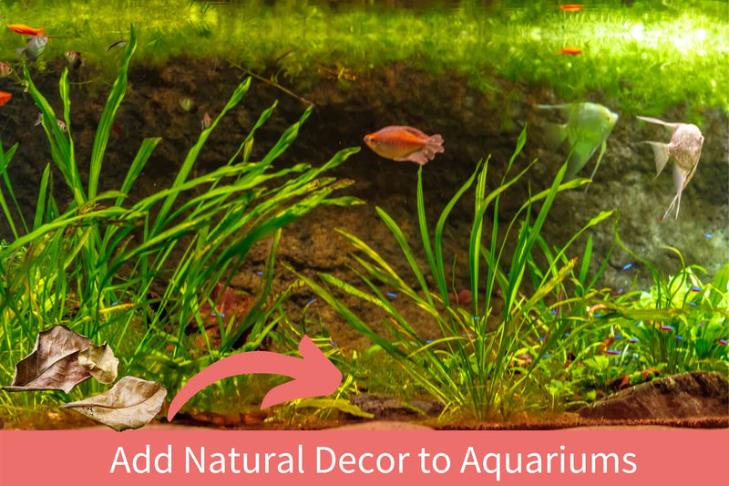 Snout and Shell 10 Mangrove Botanical Leaves - Fish & Aquarium Natural Decor for Aquatic Pets - BeesActive Australia