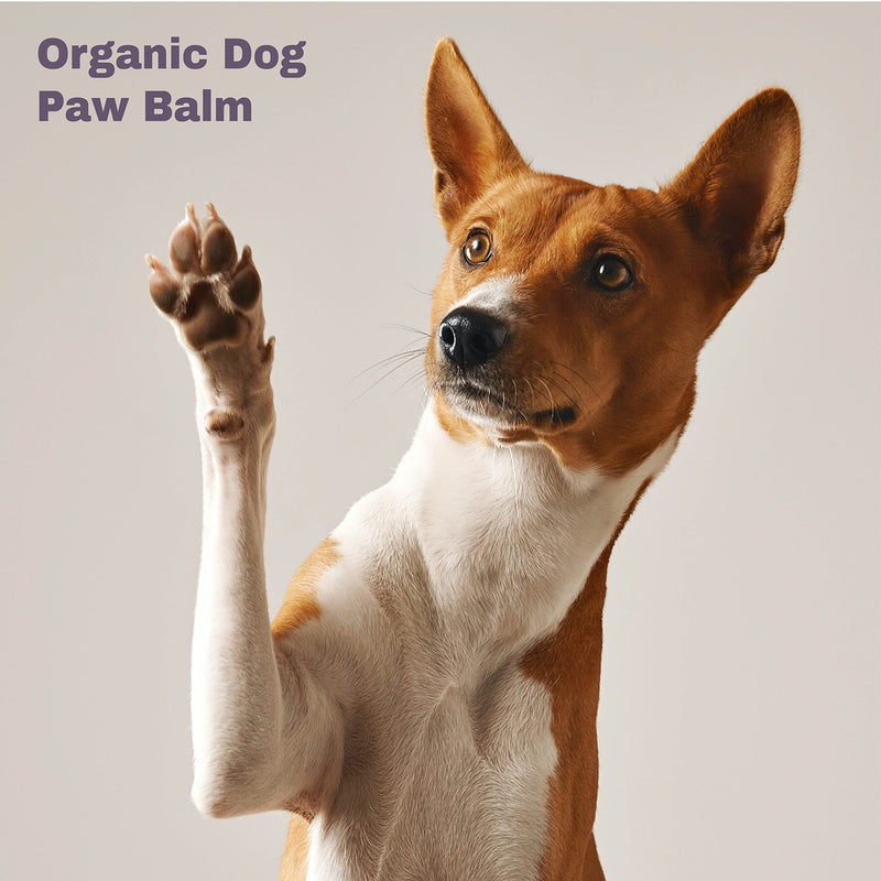 Mighty Mutt Dog Paw Balm | Organic, Natural and Healing | Lick Safe | Soothing Paw Pad Moisturizer | Dog Nose Balm and Paw Soother | 1.76 oz - BeesActive Australia