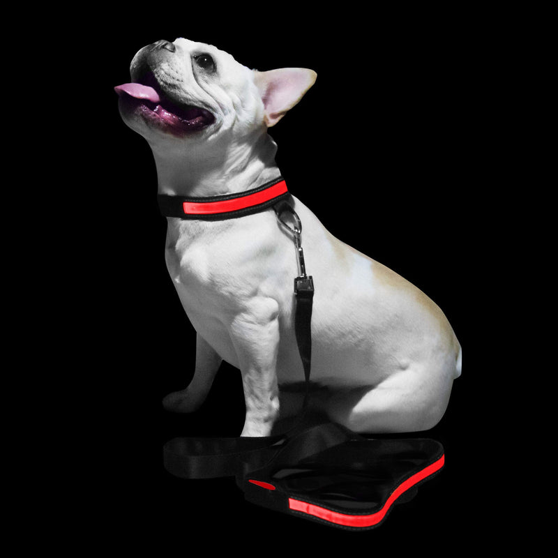 PoundWishes PW750-RD LED Dog Leash Red - BeesActive Australia