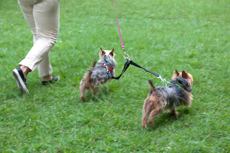 2PET Double Dog Leash Tangle Free Adjustable Leash Coupler - Ideal Dog Leash for 2 Dogs Extension - Forget About Messy Tangled Walks of Dogs - Ebony Black - BeesActive Australia
