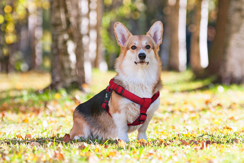 Kruz PET KZA201 Step In Mesh Dog Harness – No Pull, Easy Fit Adjustable Pet Harness – Comfortable, Lightweight Padded Harness for Walking or Training Small, Medium, or Large Dogs Black - BeesActive Australia