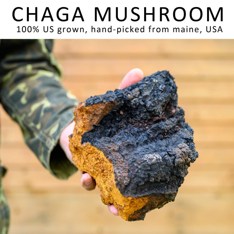 life of genki Chaga mushroom all natural Facial Lotion 2oz MADE IN USA Cedarwood scent Shea Butter Moisturizers face cream store elasticity antioxidant paragons free - BeesActive Australia