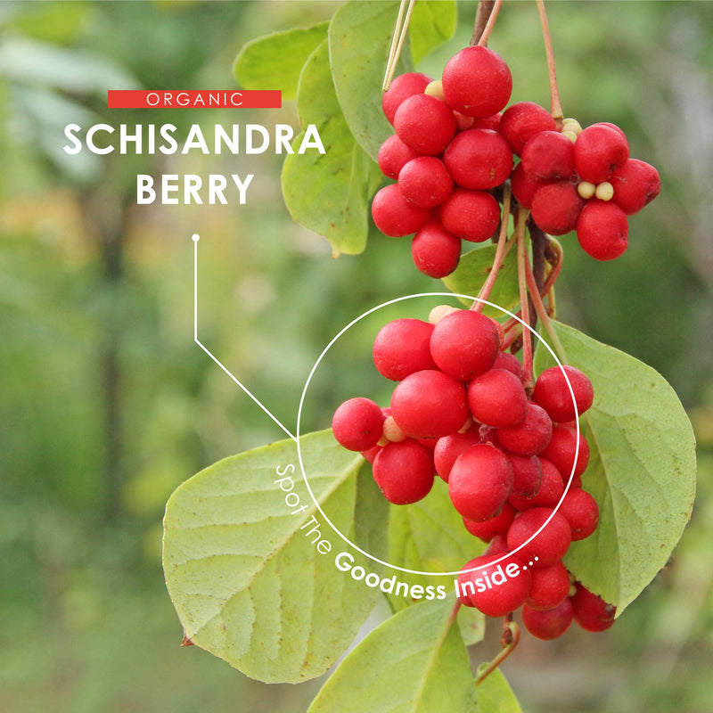 Organic Schisandra Berry 1000mg – High Strength Formula – Certified Organic, Non GMO, Gluten Free, Halal – 120 Vegan Capsules - BeesActive Australia