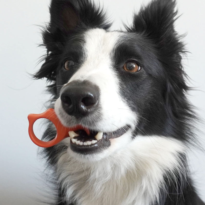 Paw Ready Pet Toothbrushing Assistant for Puppies' Dogs and Cats Allows You to Brush Your pet’s Teeth Without Constantly Worrying About Getting Bitten Medium Orange - BeesActive Australia