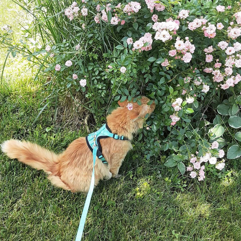 PUPTECK Cat Harness and Leash Set- Adjustable Vest Escape Proof Harness for Kitten Small Medium Cats, Retractable Breathable Soft Mesh for Outside with Reflective Strips M-Neck:11- 13.7" Chest: 18- 20" Green - BeesActive Australia
