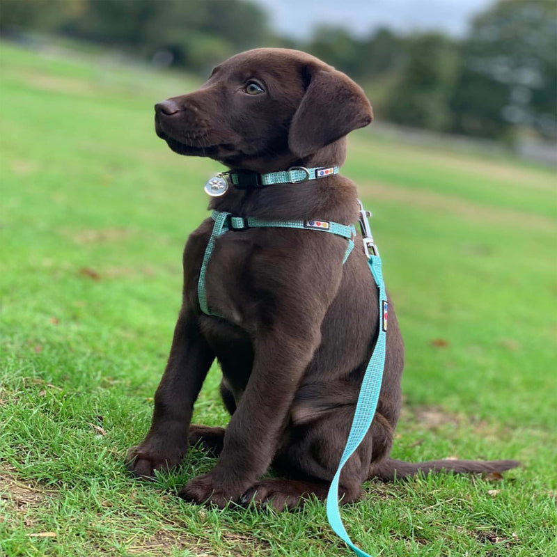 Pawtitas Pet Reflective Step in Dog Harness or Reflective Vest Harness Comfort Control Training Walking of Your Puppy Harness/Dog Harness Medium (Pack of 1) Teal - BeesActive Australia