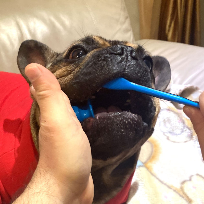 Pet Toothbrush for Dogs and Cats by Brushmate - Dual Size Angled Soft Brush Heads, Ergonomic Handle with a Flat Center That enhances Grip Control Blue - BeesActive Australia