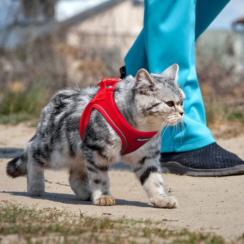 PetiFine Step in Dog Harness and Leash Set, Cat Harness and Leash Escape Proof, All Weather Mesh Reflective, Step-in Air Vest Harness for Cat Puppy Extra Small/Small/Medium Dogs… XXS | Neck: 11.4''-12.2'' Chest:12.6''-14.2'' | Red - BeesActive Australia