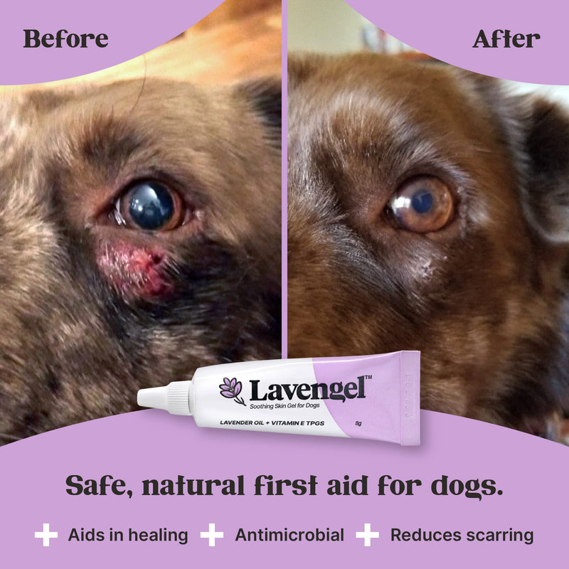 Lavengel Dog Skin Care Gel - Highly Concentrated Antimicrobial Ointment Relieves Itchy Skin and Heals Wounds Naturally, First-Aid for Skin Irritations, Hotspots, Sores, and Acne, We Support Rescues - BeesActive Australia