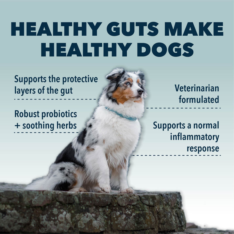 Four Leaf Rover: Gut Guard - Dog Probiotics, Prebiotics and Organic Herbs for Gut Health and Immune Support - Up to 60 Servings, Depending on Dog’s Weight - Vet Formulated - for All Breeds - BeesActive Australia