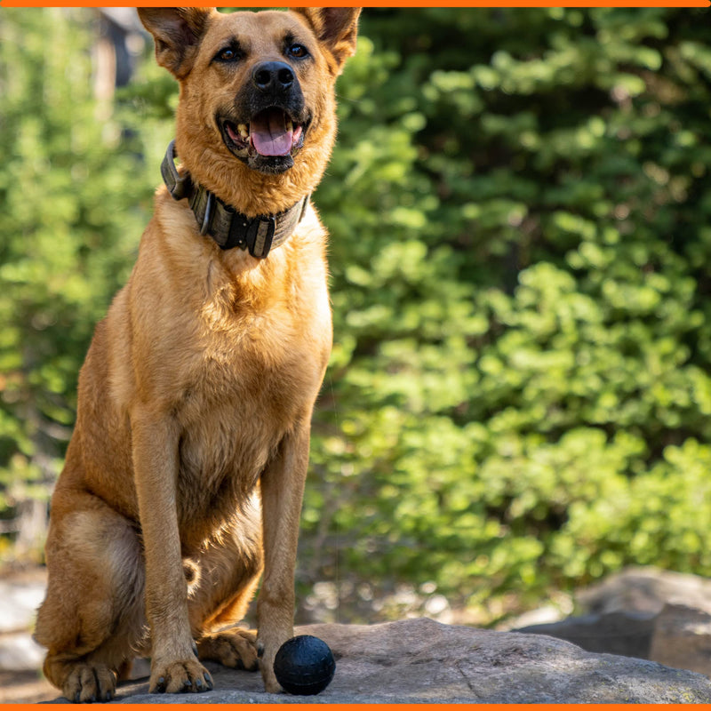 Ultra Durable Solid Dog Ball - Lifetime Replacement Guarantee - Aggressive Chewer Approved - Made in USA - Medium/Large Dogs - Safe & Non-Toxic Natural Rubber - Monster K9 Dog Toys - BeesActive Australia