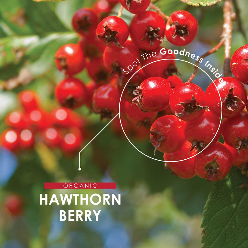 Organic Hawthorn Berry 1000mg - Pure & Potent Powder � Certified Organic, Non GMO, Gluten Free, Halal � 120 Vegan Capsules - BeesActive Australia